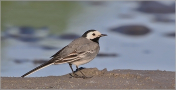 <p>KONIPAS BÍLÝ (Motacilla alba)</p>
